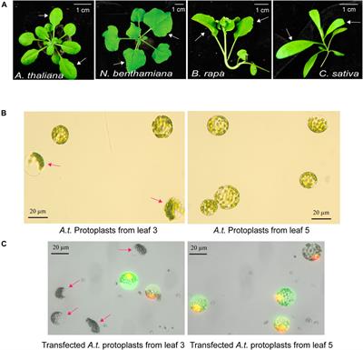 A Versatile and Efficient Plant Protoplast Platform for Genome Editing by Cas9 RNPs